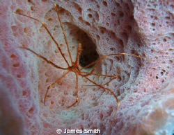 Tiny Little Crab At Home In Sponge! by James Smith 